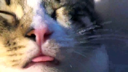 Funny Little Cat Forgot His Tongue Out