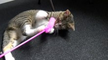 I Have Caught You, Weird Mouse