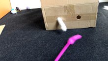 Small Cat Hides in a Box to Chase the Toy