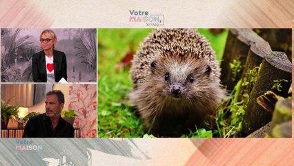 Votre maison, le mag - Déco d’Été, Hérissons & Caisses à Vin