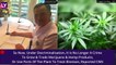 Thailand Passes Law Allowing Cannabis Farming, But Recreational Use Still Banned: What's Allowed, What's Not