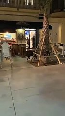 Un jabalí siembra el pánico en el paseo Marítimo de Badalona