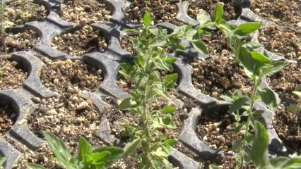 Antalya Büyükşehir'den Korkoop'lu Kadınlara Fide Desteği