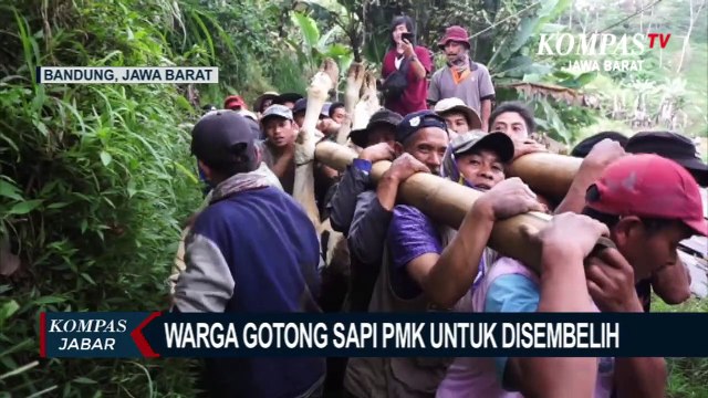 2.658 Ekor Sapi di Kab. Bandung Terjangkit PMK
