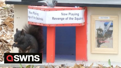 US man builds mini cinema for wild squirrels complete with a concession stand and a MOVIE SCREEN