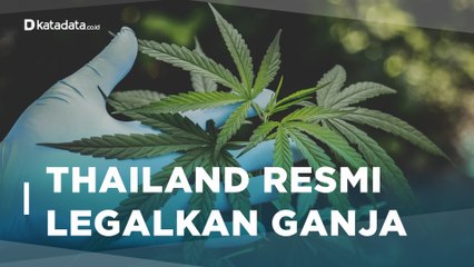 Meski Ganja di Thailand Legal, Denda Tetap Berlaku | Katadata Indonesia