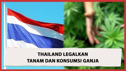 Thailand Legalkan Warga Konsumsi dan Tanam Ganja
