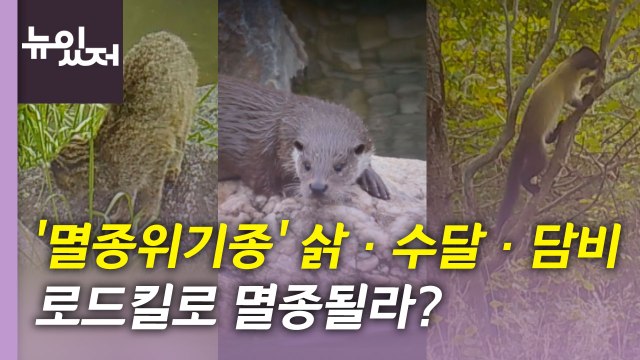 [뉴있저] '멸종위기' 삵과 수달, 교통사고로 멸종 위협? / YTN