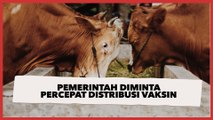 Pemerintah Diminta Percepat Distribusi Vaksin Cegah Meluasnya Wabah PMK Jelang Idul Adha