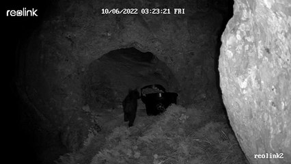La Junta de Castilla y León confirma que el osezno de la osa adulta despeñada en la montaña palentina se encuentra con vida