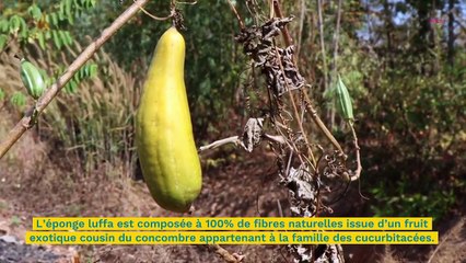 Éponge luffa, qu’est-ce que c’est ?