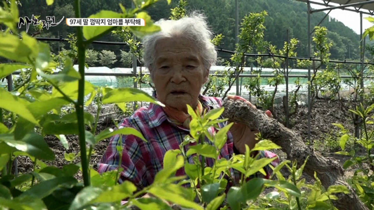 97세 딸 껌딱지 엄마의 대추나무 관리 방법은?!