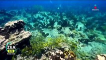 Enfermedades y blanqueamiento de corales ponen en alerta al Arrecife Alacranes