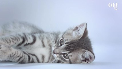 This could be how your cat actually sees you