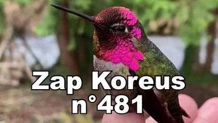 Zap Koreus n°481