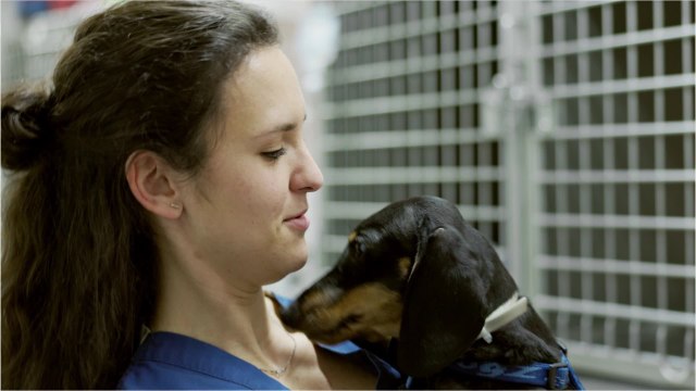 This optical illusion reveals if you’re a dog or cat person