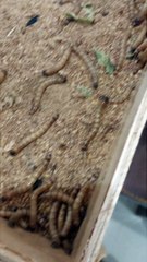 Budidaya Ulat Jerman dan Kumbang Jerman