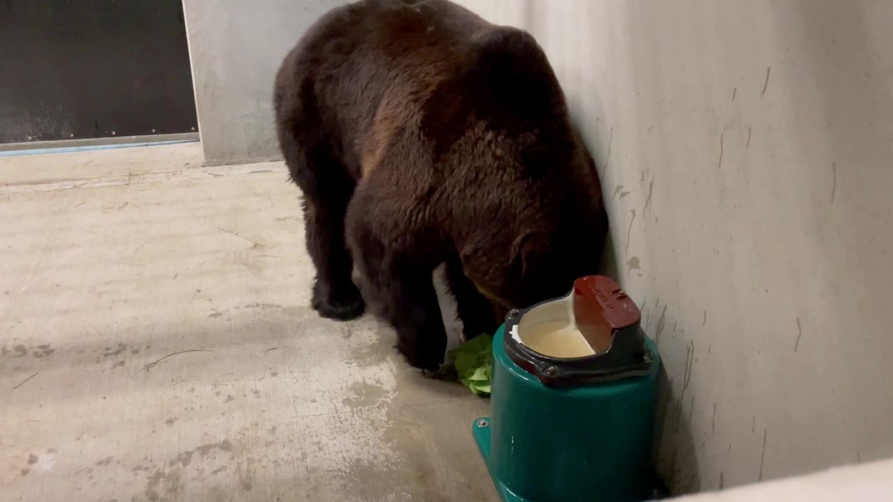 Deux ours d'Ukraine accueillis à Bellewaerde