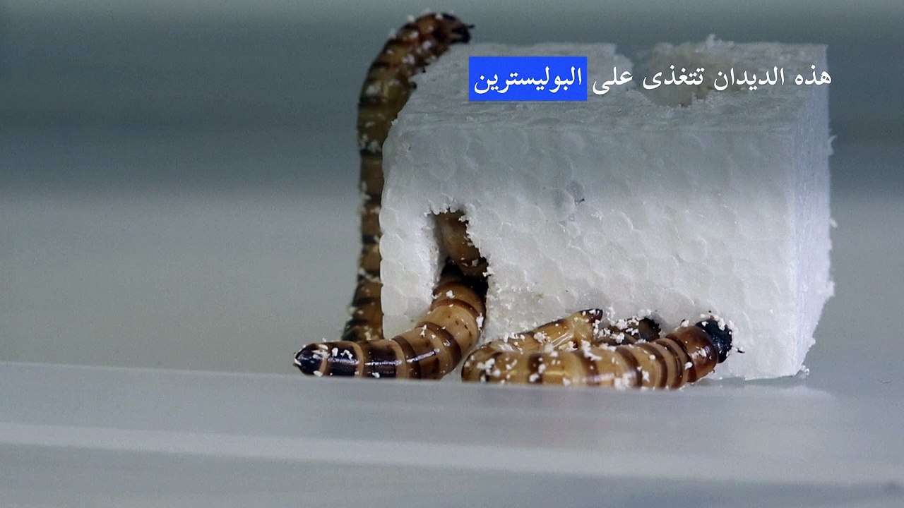 "ديدان خارقة" تستهلك البوليسترين قد تكون الأداة لإعادة تدوير البلاستيك