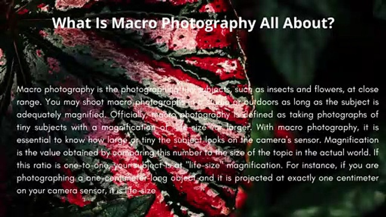 Macro Photography: The Fundamentals And Best Practices by Mohit Bansal Chandigarh