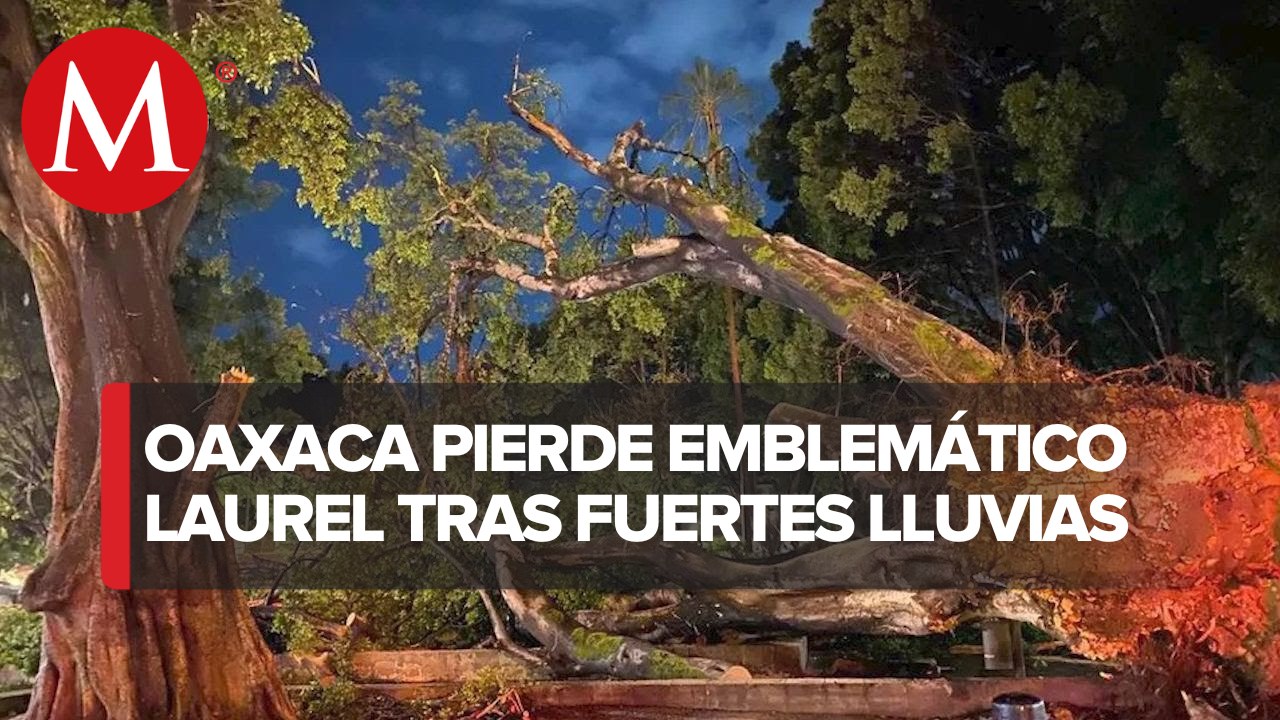 Fuertes lluvias derribaron laurel de 100 años en el Zócalo de Oaxaca