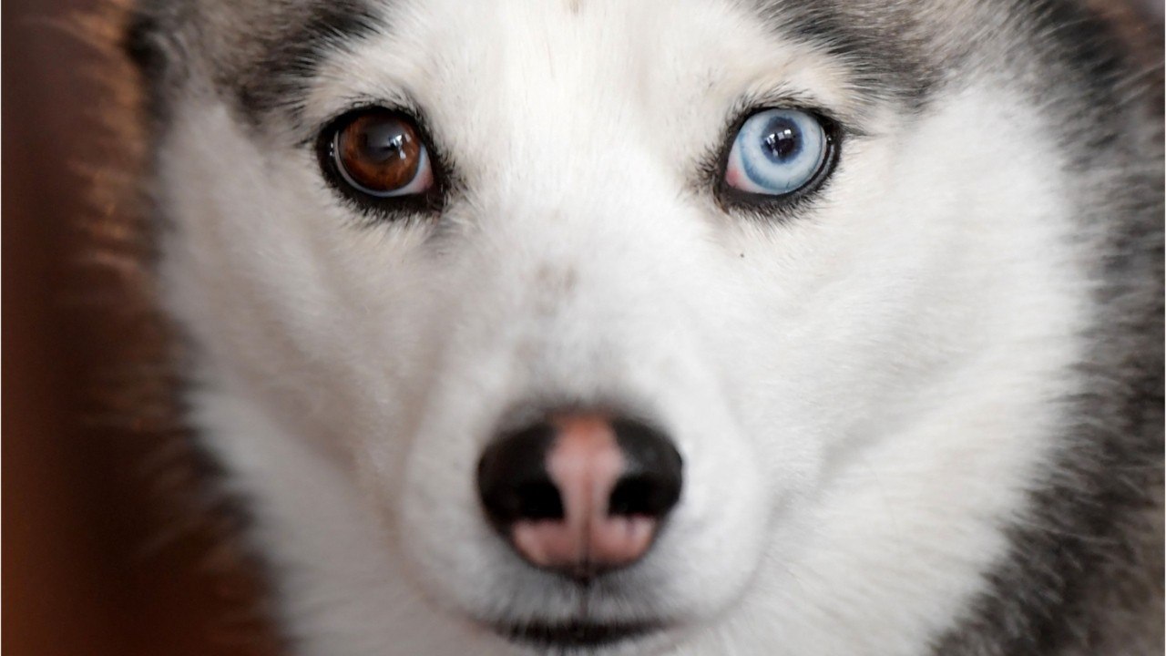 These funky dog names helped shelters get their dogs adopted