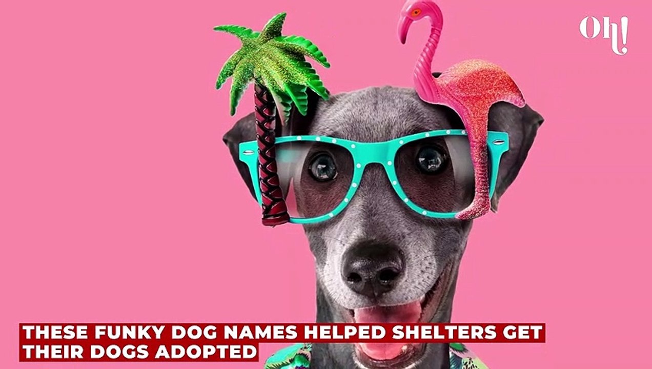 These funky dog names helped shelters get their dogs adopted