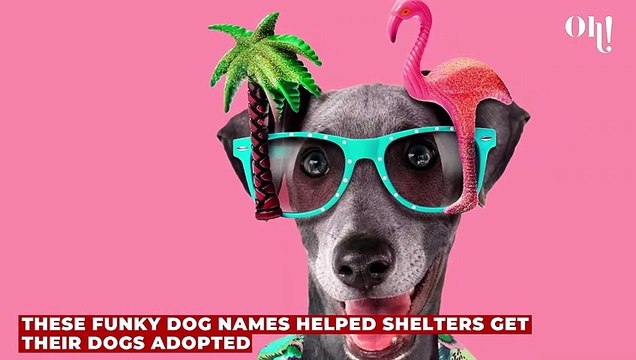 These funky dog names helped shelters get their dogs adopted