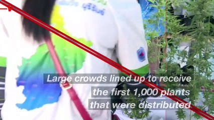 Thailand Gov. Hands Out 1 Million Free Cannabis Plants But Says, Don’t Get High