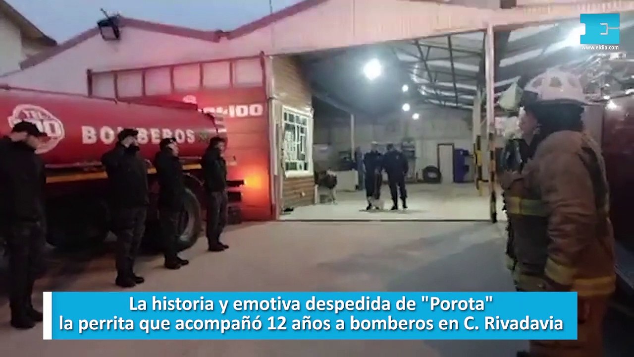 La historia y emotiva despedida de "Porota", la perrita que acompañó 12 años a bomberos en C. Rivadavia
