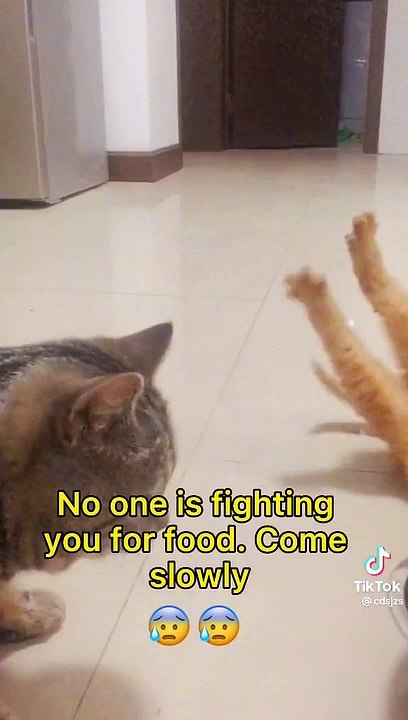 See what the cat does when intoxicated