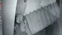 OMG ! The leopard caught the dog inside house