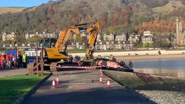 Documentary about whale which was washed up in Fife