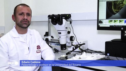 Colombia descubre especie de tiburón extinta hace millones de años