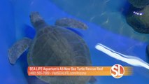 Want to have some summer fun? Check out SEA LIFE Aquarium's all-new Sea Turtle Rescue Reef