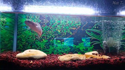 Arowana Vs Snakehead  Channa Fish  Predator, Mana Yang Lebih Bernyali ?