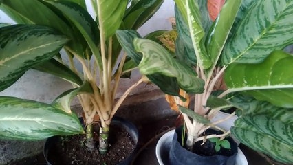 NATURE FLOWER AT HOME