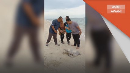 Siasat Punca | Tiga penyu agar dewasa ditemukan mati di Terengganu