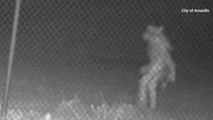 Check This Out: Bizarre figure caught on Amarillo, Texas, Zoo's security camera