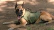 Kern County police dogs receive new protective vests