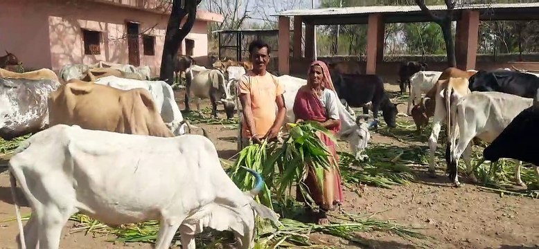 celebrated Nirjala Ekadashi कई लोगों ने मनाई निर्जला एकादशी