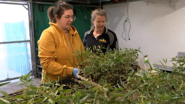 Federal inquiry to restore confidence in carbon offsets