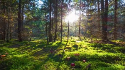 MUSIC REMOVES STRESS COVER by WDB