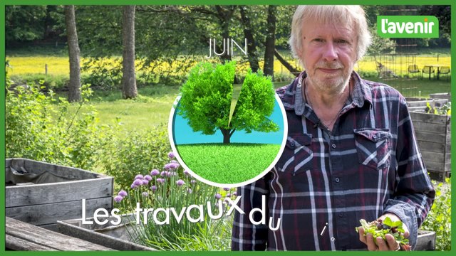Travaux du jardin : comment cultiver des laitues