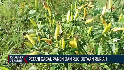 Tanaman Cabai Terserang Hama Antraknosa, Petani Gagal Panen