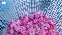 عائلته تمارس المهنة منذ 240 سنة.. خالد الكمال يروي تجربته مع الورد الطائفي