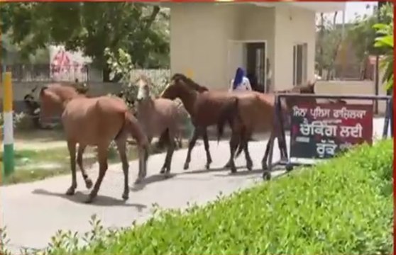 ਫਾਜ਼ਿਲਕਾ DC ਦਫਤਰ ਦੇ ਅੰਦਰ ਵੜੇ ਘੋੜੇ, ਮੁਲਾਜ਼ਮਾਂ ਨੂੰ ਪਈਆਂ ਭਾਜੜਾਂ