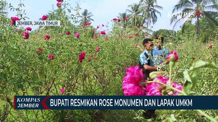 Bupati Jember Resmikan Rose Monumen, Ikon Desa Penghasil Bunga Mawar