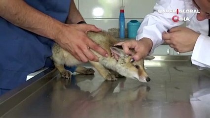 Annesiz kalan sevimli tilki ölmek üzereyken bulundu