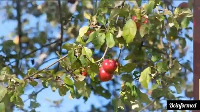 The top 10 reasons you need to eat fruits always